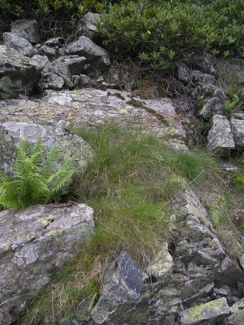 Image of Poa araratica specimen.