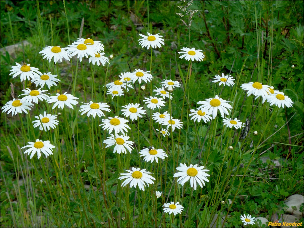 Image of Leucanthemum vulgare specimen.