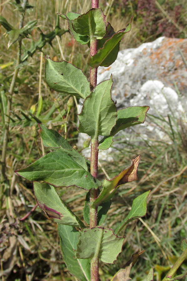 Изображение особи Hieracium virosum.