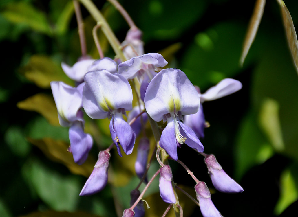 Изображение особи Wisteria sinensis.