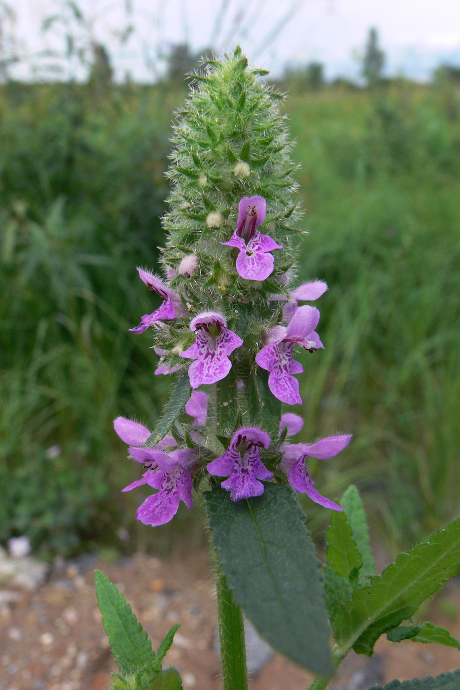 Изображение особи Stachys aspera.