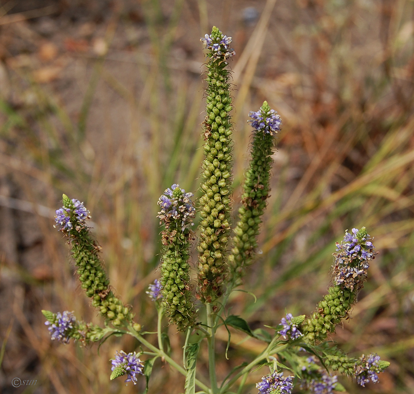 Image of Veronica longifolia specimen.