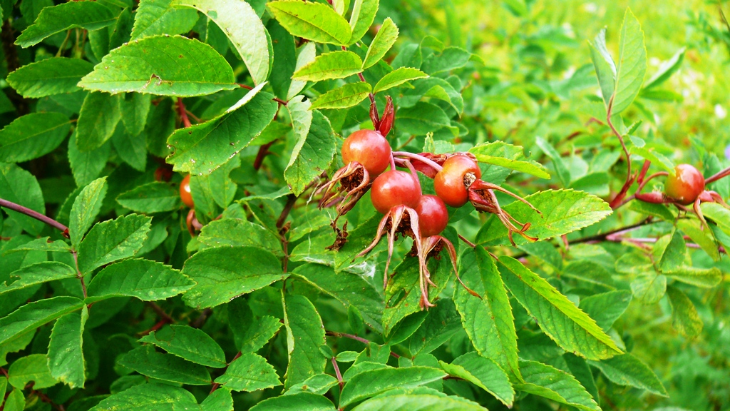 Изображение особи Rosa amblyotis.