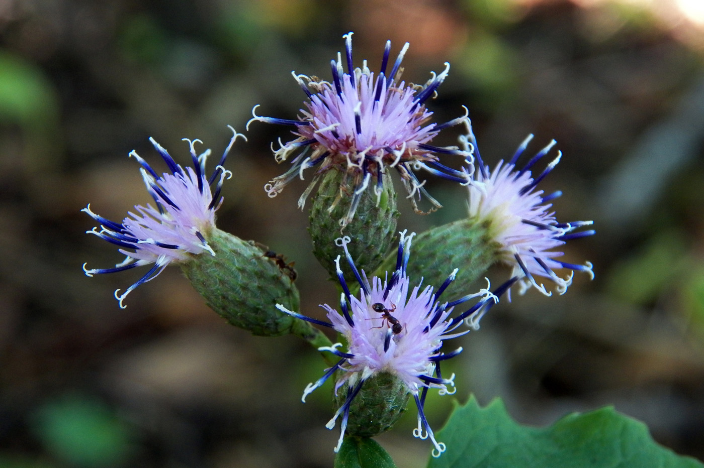 Image of Saussurea grandifolia specimen.