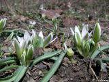 Ornithogalum fimbriatum