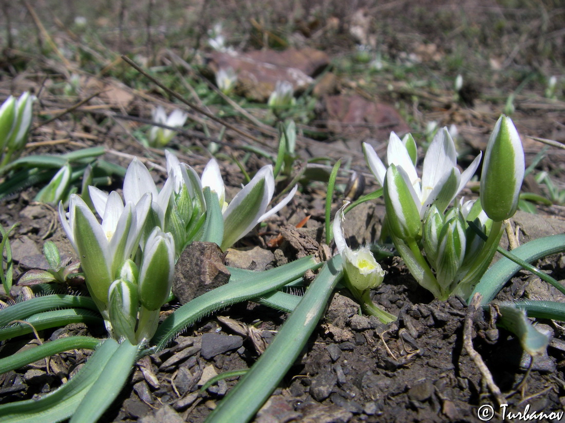 Изображение особи Ornithogalum fimbriatum.