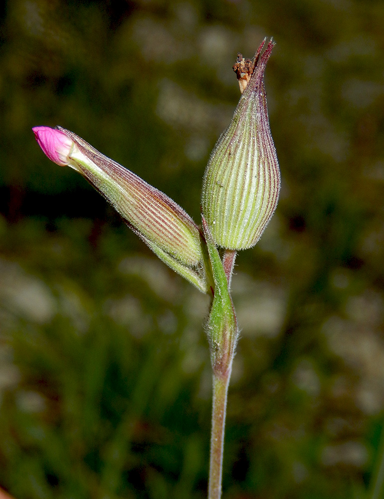 Image of Pleconax conica specimen.