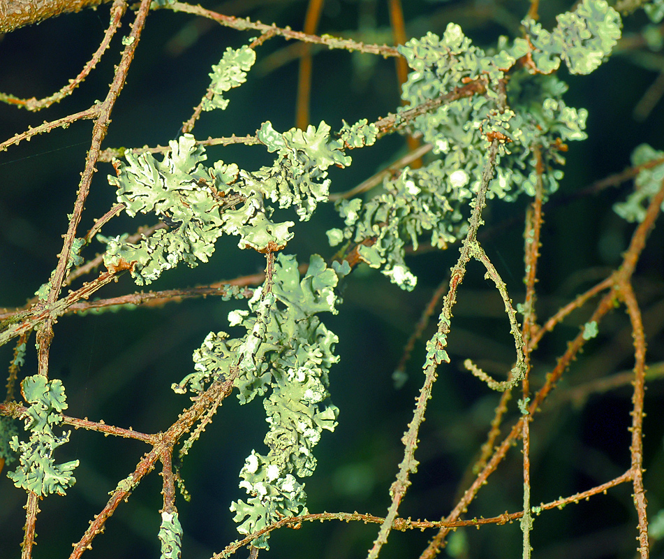 Изображение особи Hypogymnia physodes.