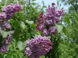 Syringa vulgaris. Верхушки побегов с соцветиями ('Sensation'). Иркутск, в озеленении улицы. 10.06.2016.