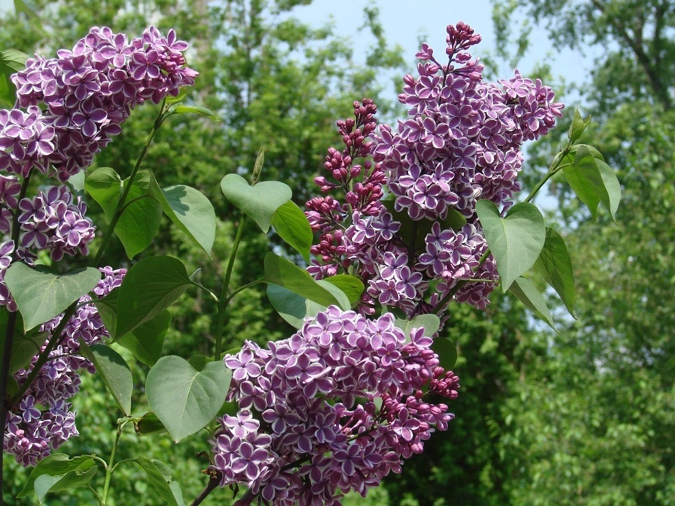 Изображение особи Syringa vulgaris.