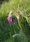 Pulsatilla ucrainica