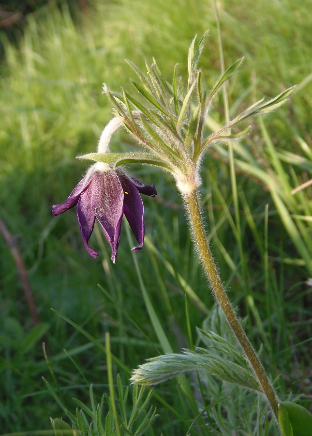 Image of Pulsatilla ucrainica specimen.