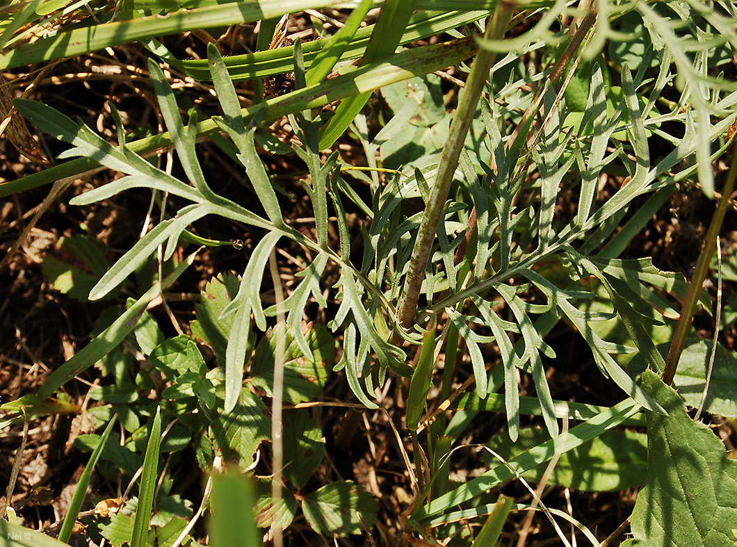 Image of Scabiosa ochroleuca specimen.