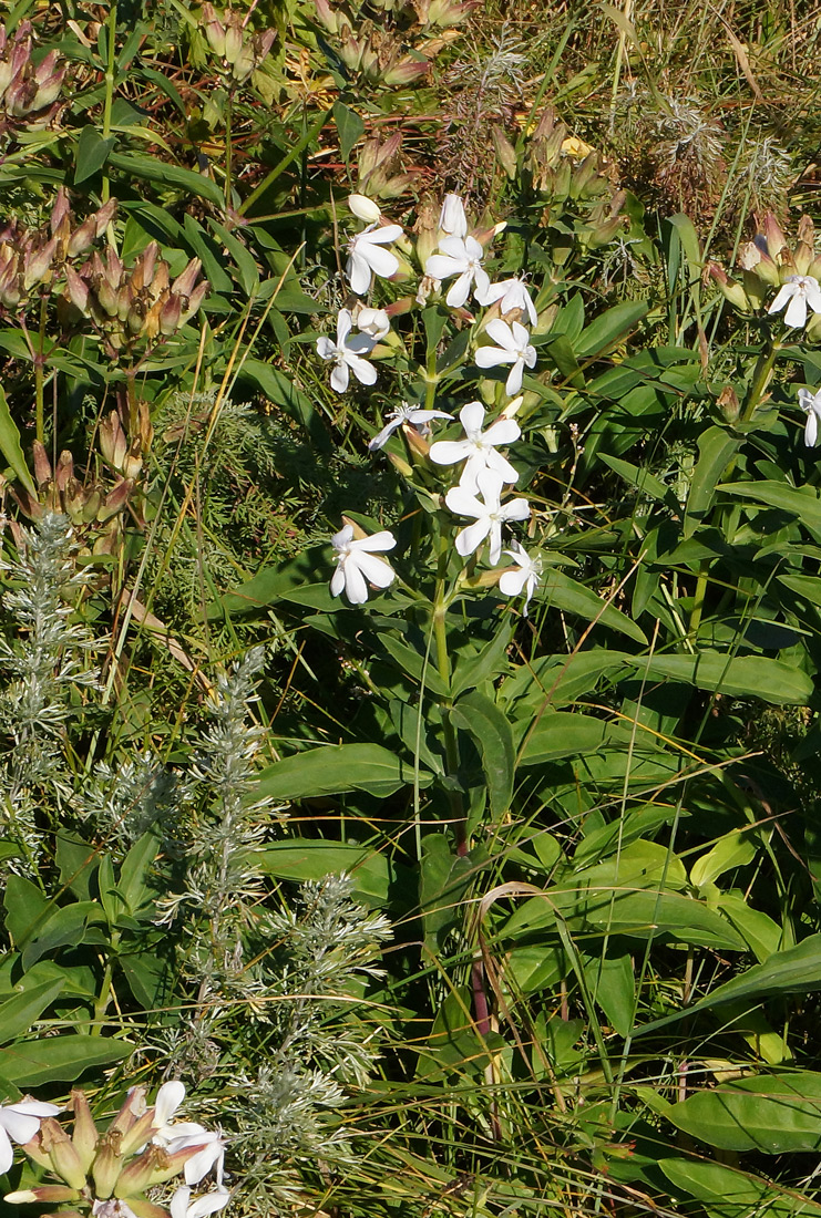 Изображение особи Saponaria officinalis.