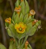 Primula veris