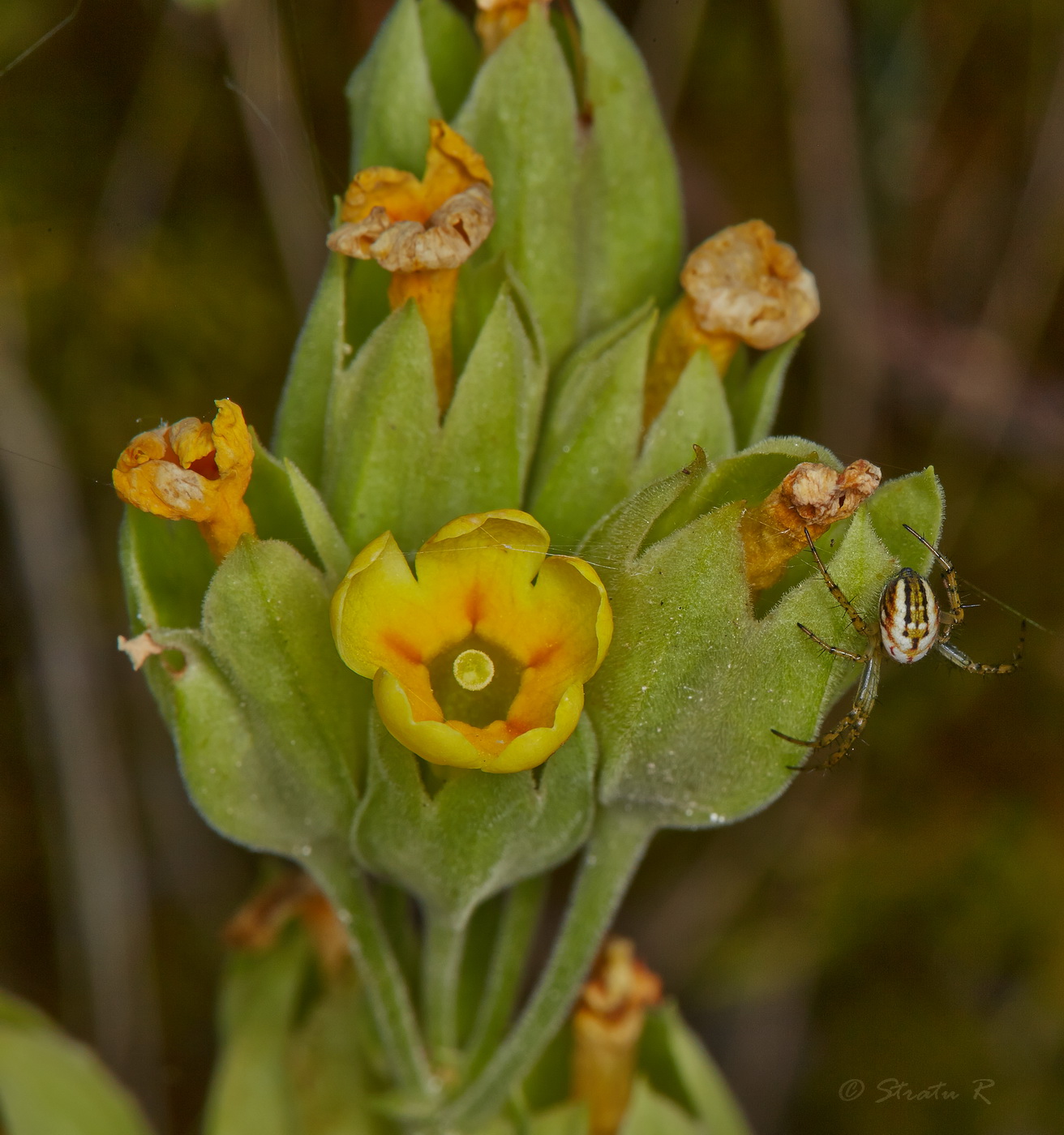 Image of Primula veris specimen.