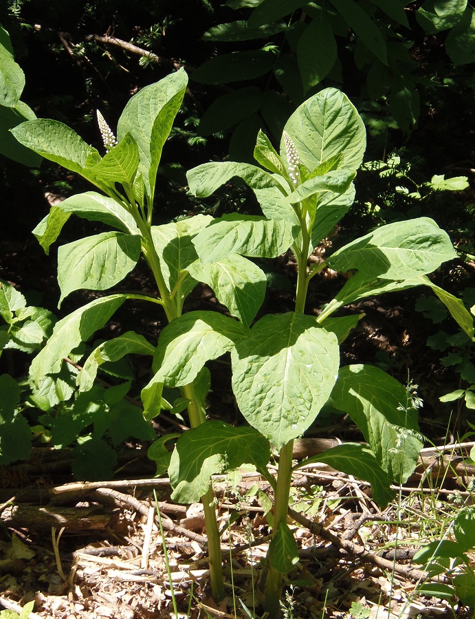 Image of Phytolacca acinosa specimen.