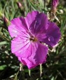 Dianthus versicolor. Цветок. Республика Тува, Монгун-Тайгинский кожуун, горный массив Монгун-Тайга, водораздел рукавов р. Дуруг-Су. 22.07.2016.