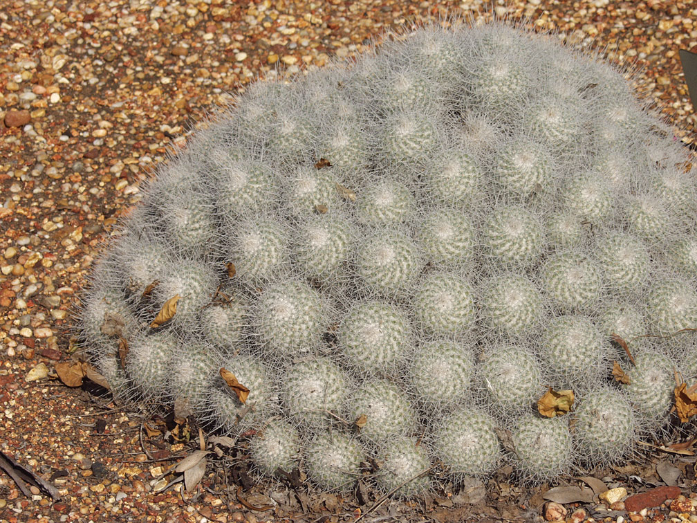 Image of Mammillaria parkinsonii specimen.