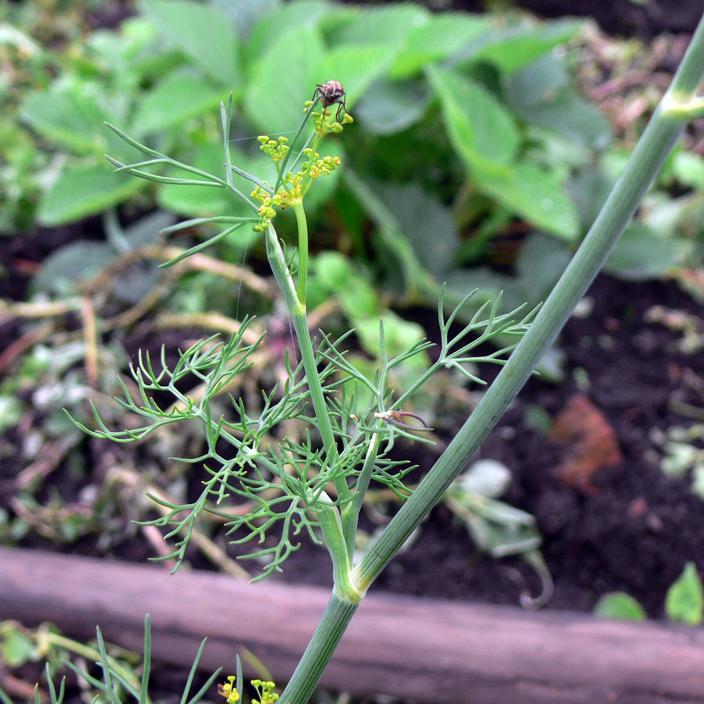 Изображение особи Anethum graveolens.