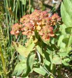 Euphorbia pilosa. Соплодие и листья. Восточно-Казахстанская обл., г. Риддер, окр. Малоульбинского вдхр., хр. Россыпной Белок, возле Золотой Горы, луг. 29.07.2008.