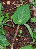 Eryngium creticum