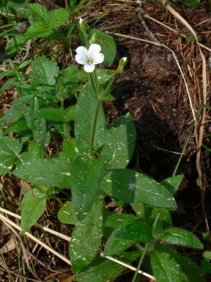 Image of Cerastium pauciflorum specimen.