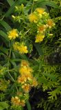 Hypericum densiflorum