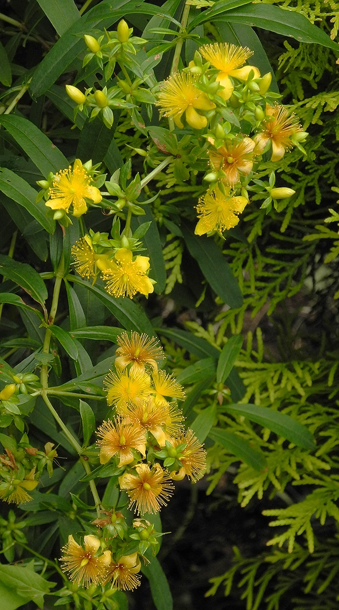 Image of Hypericum densiflorum specimen.