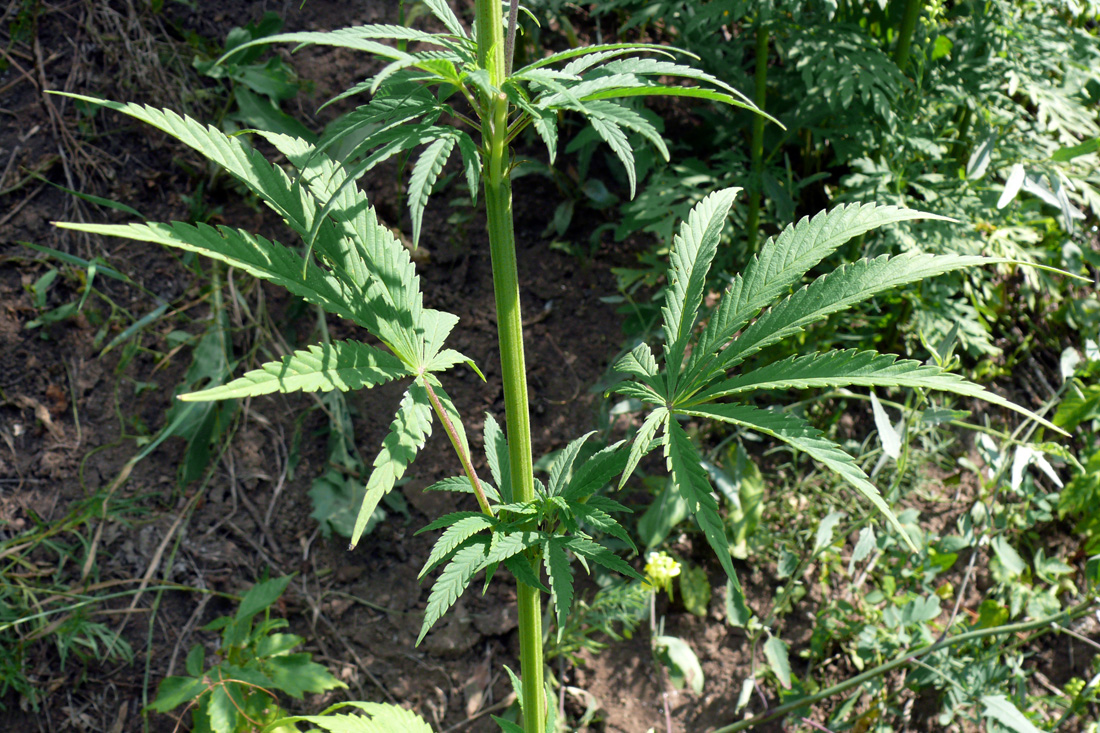 Image of Cannabis sativa specimen.