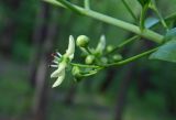 Euonymus europaeus