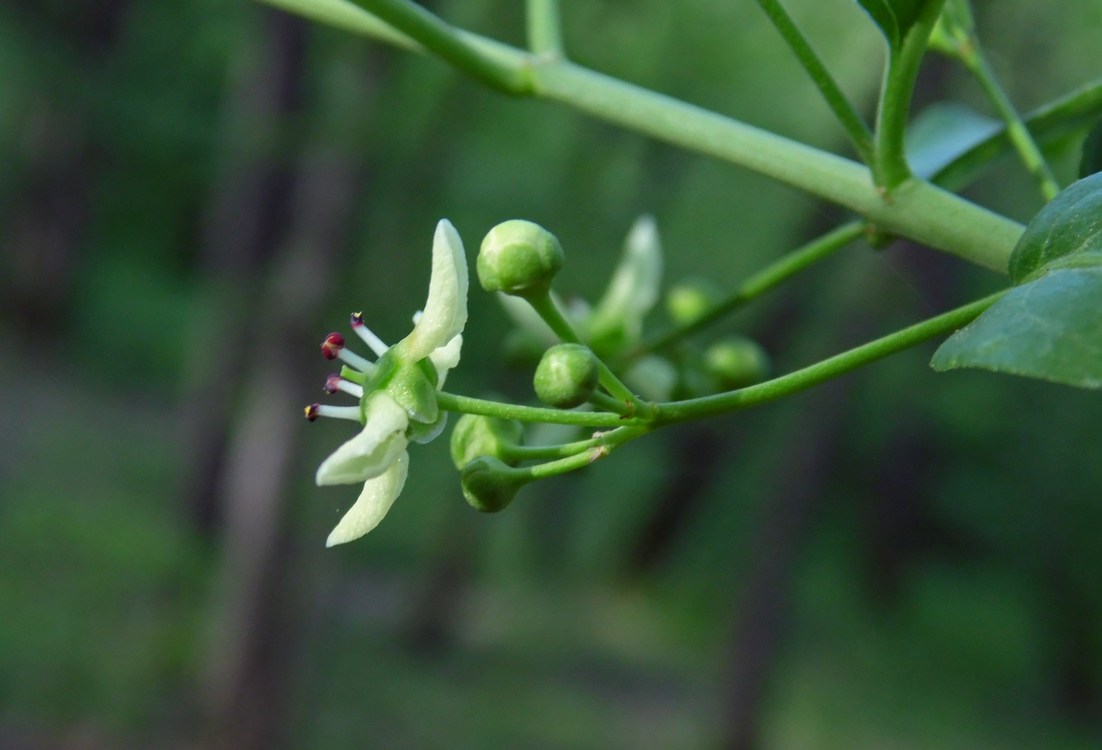 Изображение особи Euonymus europaeus.