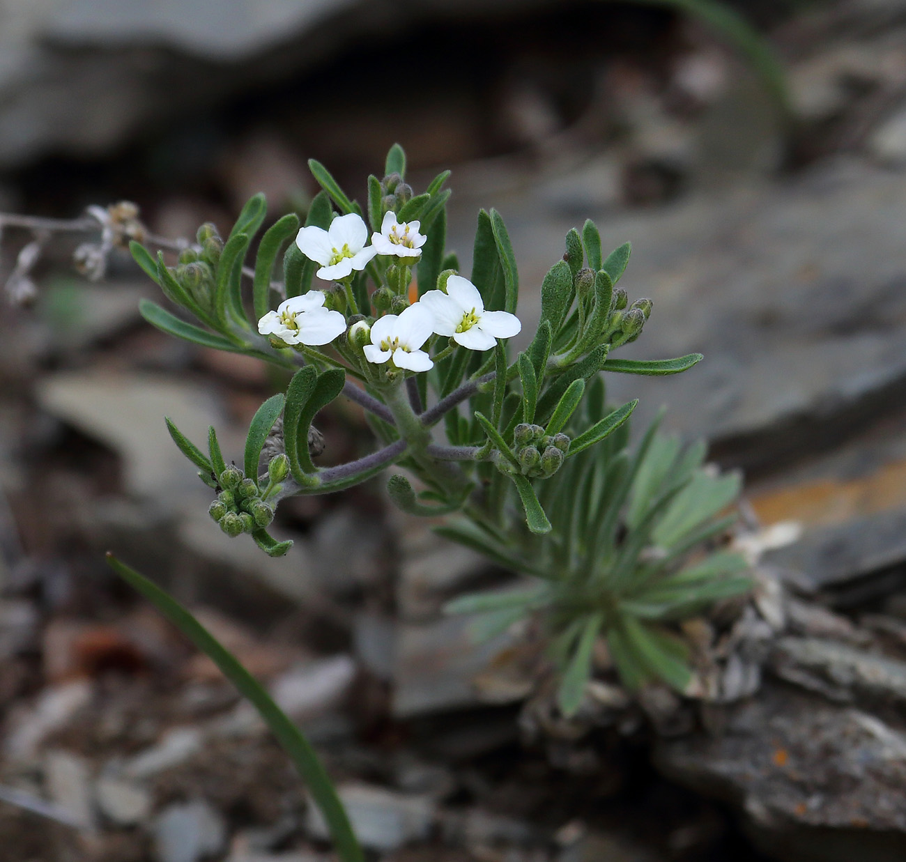 Изображение особи Braya humilis.