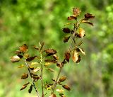 Populus tremula. Молодые листья на верхушке деревца-самосева. Московская обл., Раменский р-н, окр. ж.-д. платформы Хрипань, просека под ЛЭП. 18.05.2017.