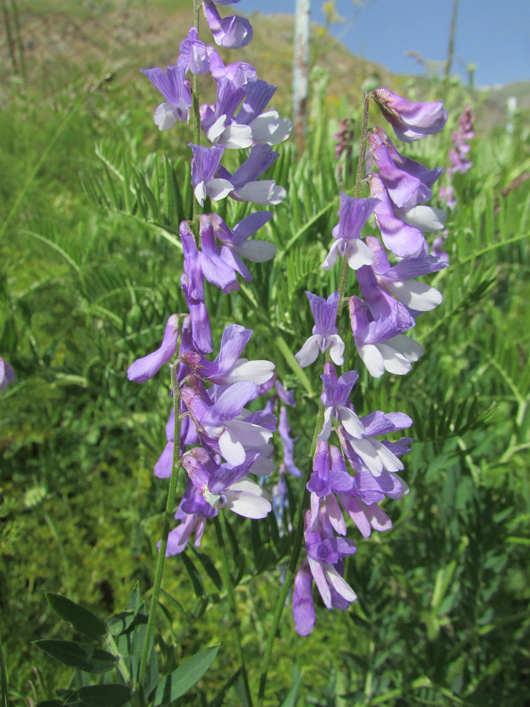 Image of Vicia tenuifolia specimen.