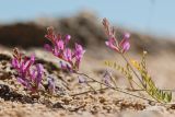 Astragalus varius