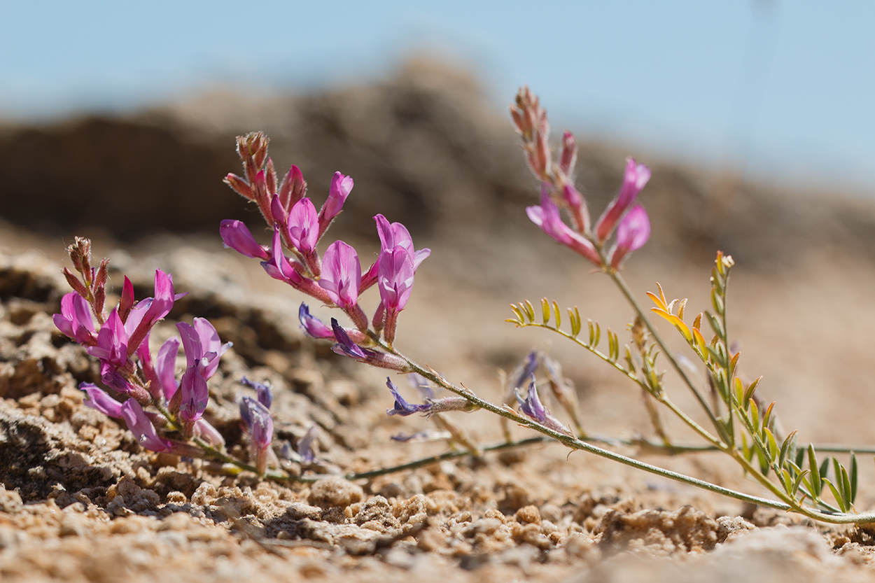 Изображение особи Astragalus varius.