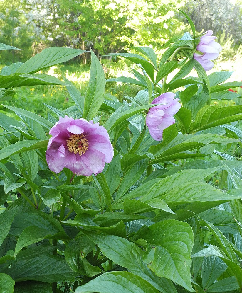 Изображение особи Paeonia mairei.