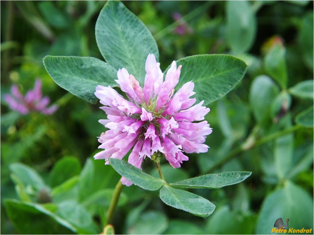 Изображение особи Trifolium pratense.