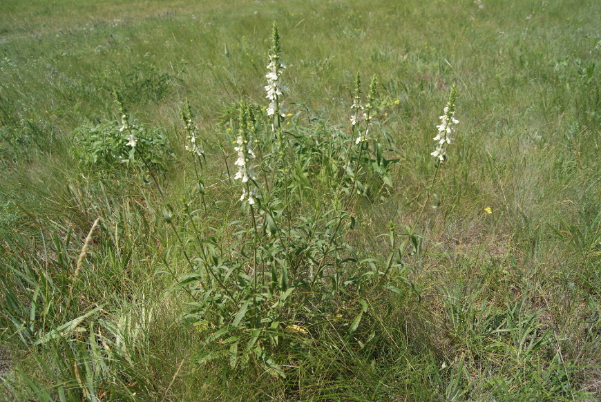 Изображение особи Stachys recta.