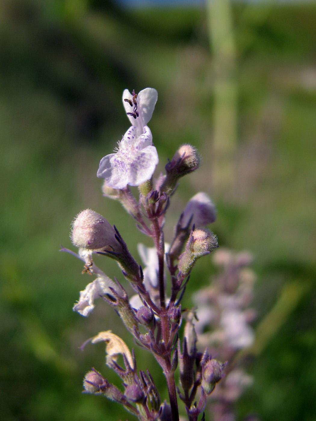 Image of Nepeta nuda specimen.