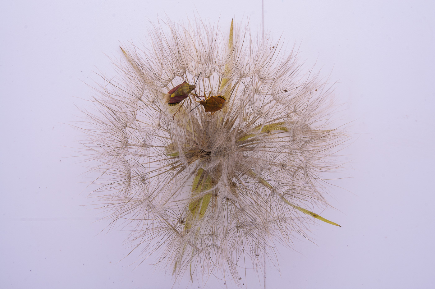 Image of Tragopogon dubius ssp. major specimen.