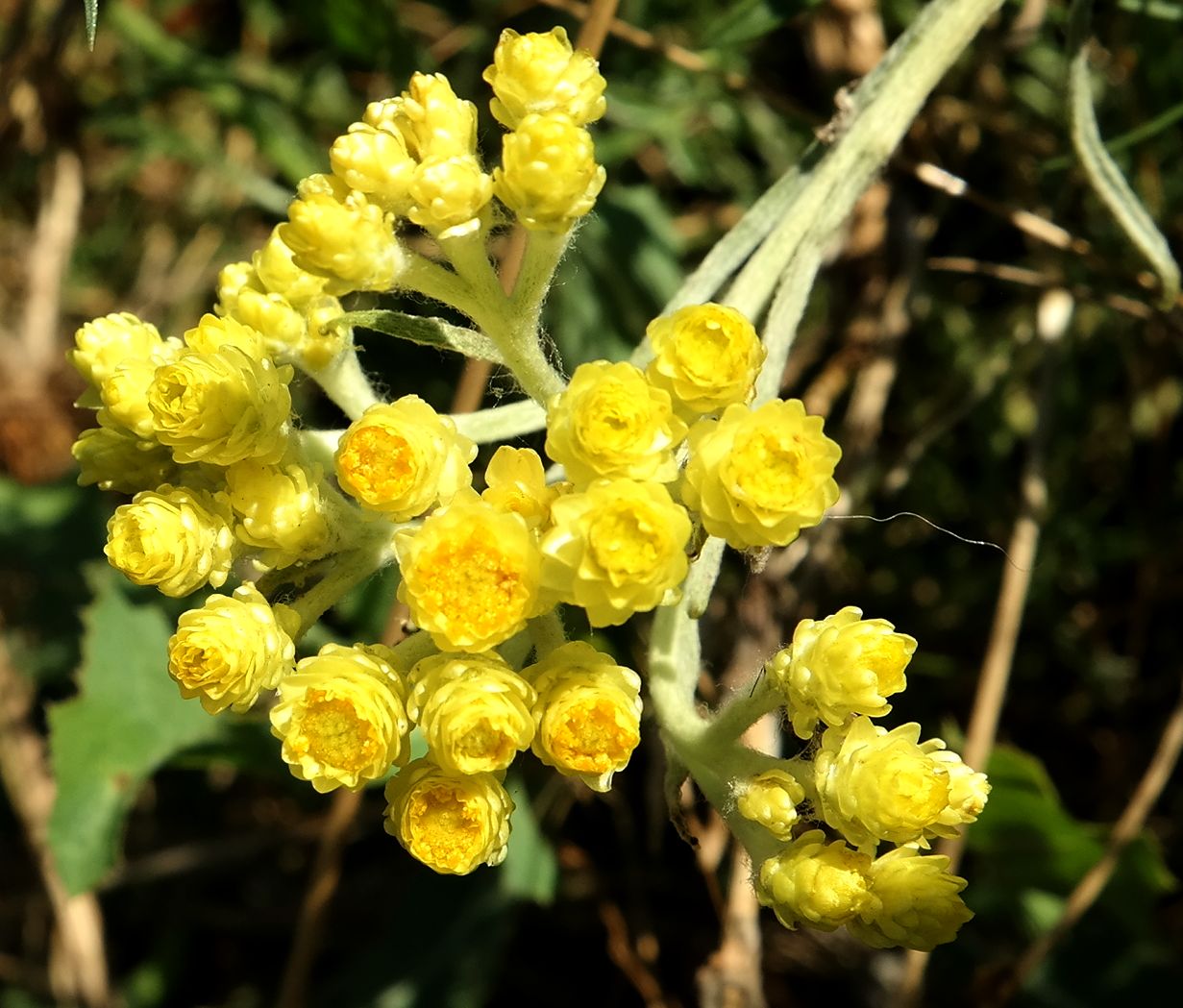 Изображение особи Helichrysum arenarium.