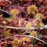 Drosera rotundifolia. Листья. Московская обл., Истринский р-н, Павловская слобода, верховое болото. 24.06.2007.