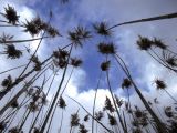 Phragmites australis. Верхушки прошлогодних побегов с соплодиями. Волгоград, пойма р. Царица. 01.03.2016.