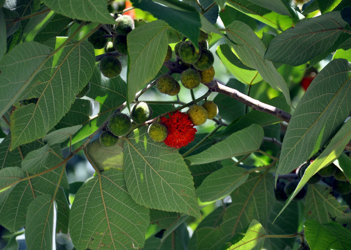 Image of Broussonetia papyrifera specimen.