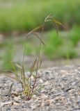 Elymus sibiricus