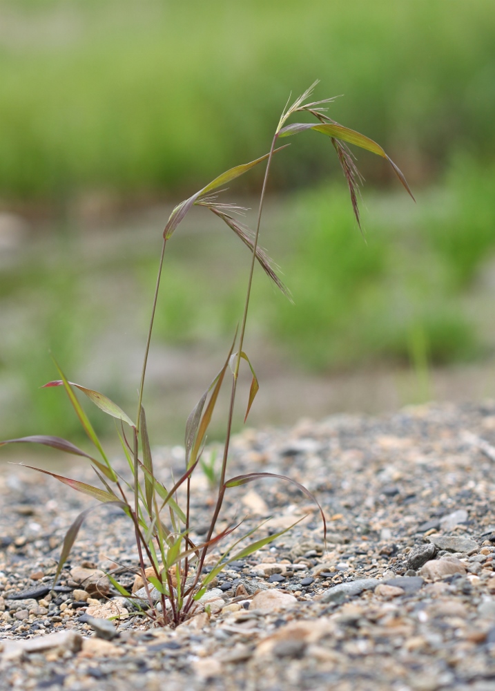 Изображение особи Elymus sibiricus.