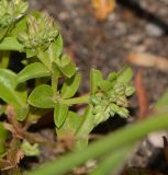 Polycarpon tetraphyllum. Верхушка плодоносящего растения. Израиль, Шарон, г. Герцлия, киббуц Глиль Ям, пустырь. 19.04.2017.