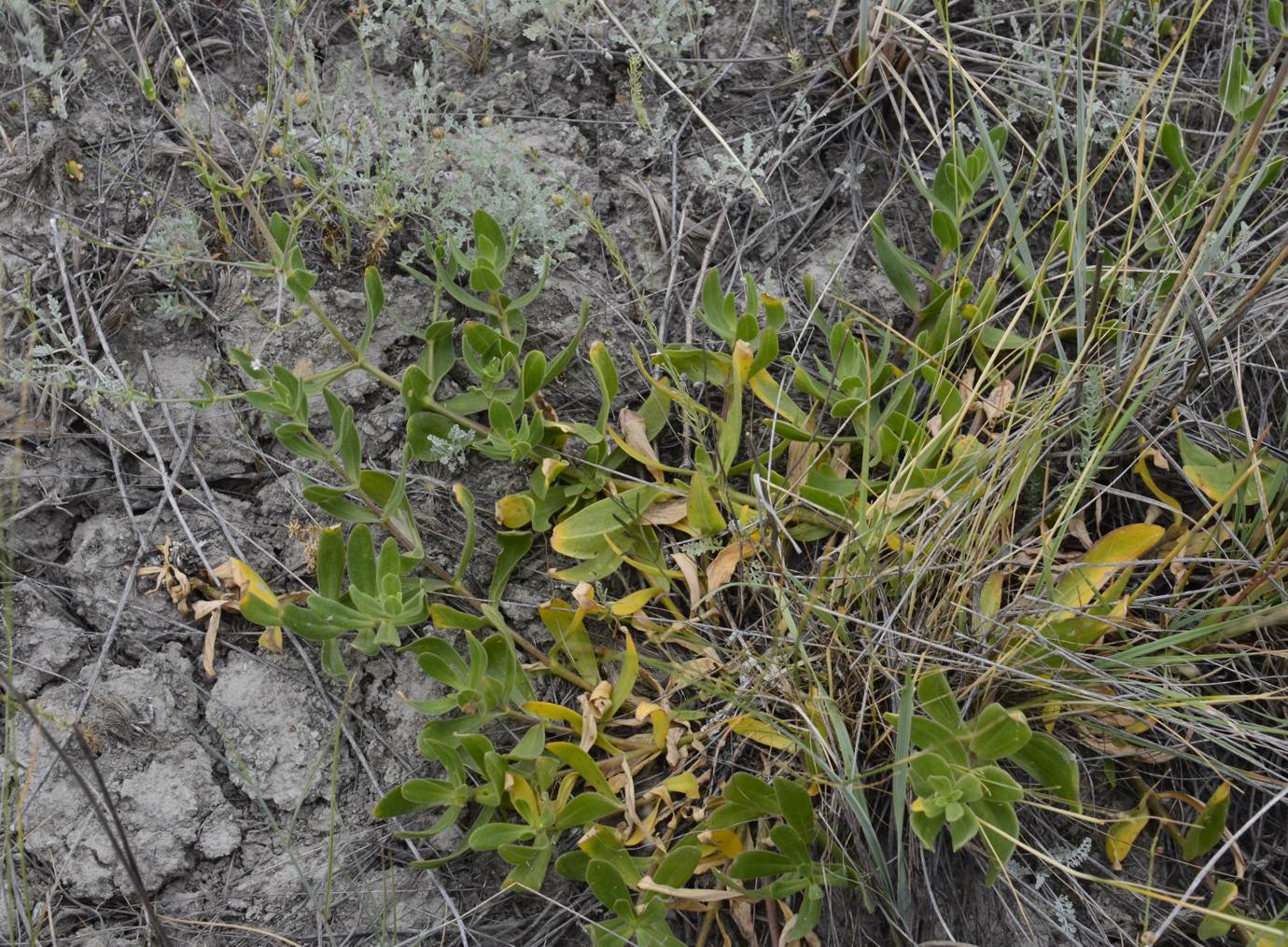 Image of Gypsophila perfoliata specimen.